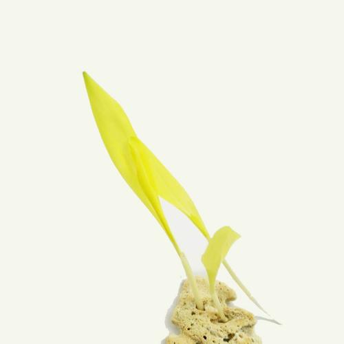公司食用方式:烘焙 净含量:20g 蔬菜种类:玉米苗 包装方式:食用农产品